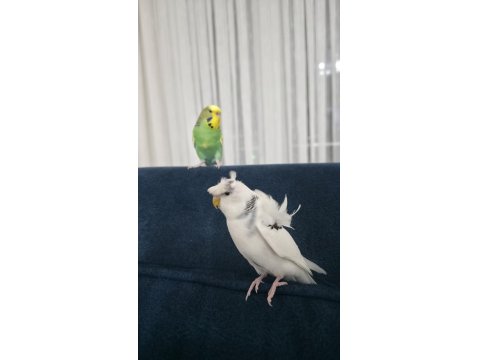 Japonese Muhabbet Kuşu