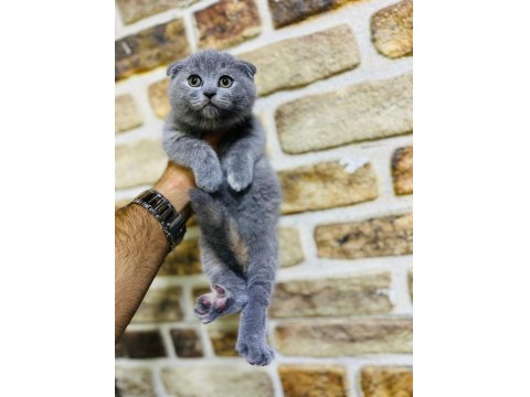 Scottish Fold Yavrumuz Sağlıklıdır Hazırdır