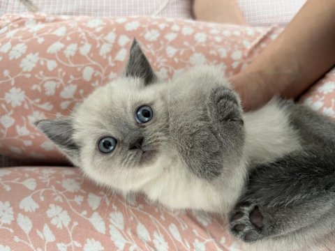 Scottish British 44 Günlük