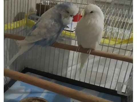 Jumbo Çift Muhabbet Kuşlar