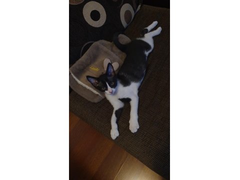 Ücretsiz Erkek Smokin Kedimiz 4 Aylık