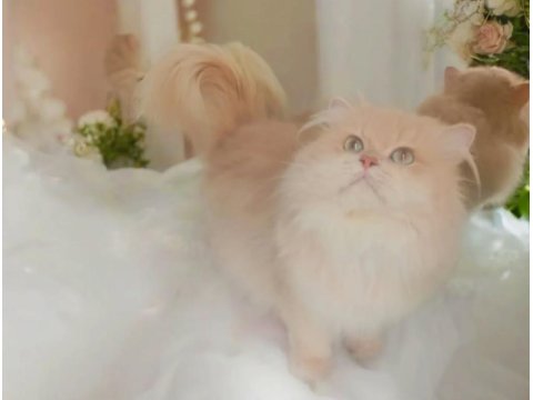 British Longhair Cy 12 Şampiyon Erkek British Longhair