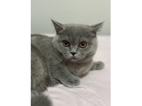 Gölge İsimli Bebek Kedimize Yuva Arıyoruz