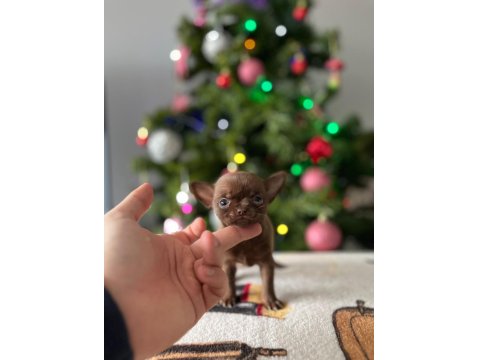 Mini Xs Elma Kafa Dişi Erkek Chihuahua Bebeklerimiz
