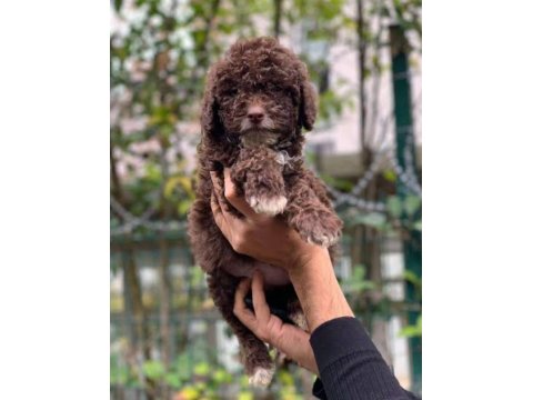 Çikolata Rengi Toy Poodle 2 Aylık
