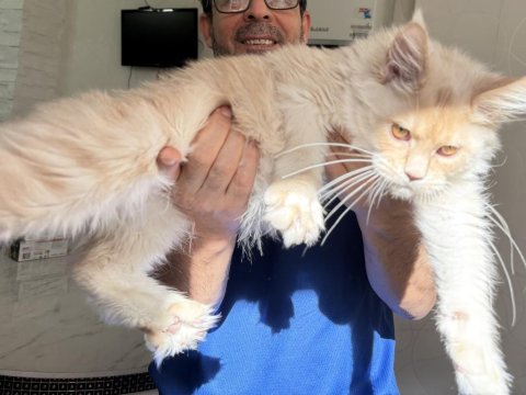 Safkan Maine Coon Yavrular Yeni Yuvalarını Arıyor