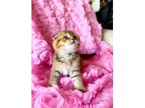 3 Adet Dişi Kedimiz