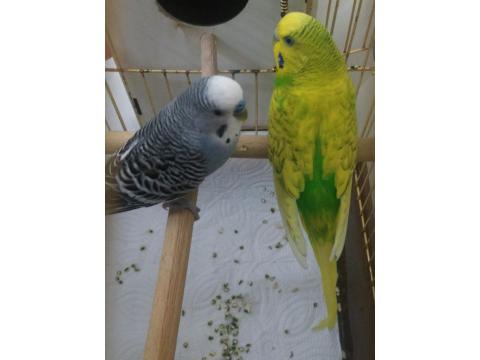 Çift Mutasyon Muhabbet Kuşu