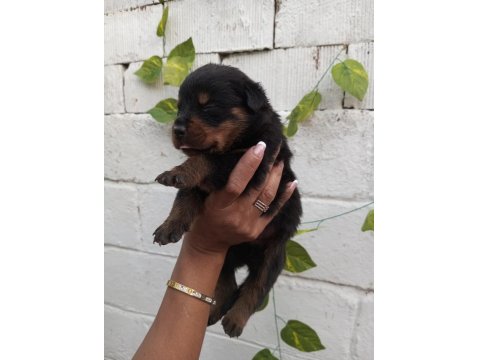 20 Güne Yeni Yuvalarına Hazır Safkan Rottweiler