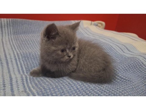 Yavru British Shorthair