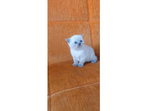 Süper Kalite British Shorthair Yavrular