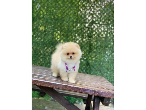 Orjinal Ayıcık Surat Dişi Pomeranian Boo