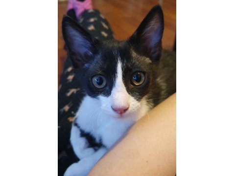 Ücretsiz Erkek Smokin Kedimiz 4 Aylık