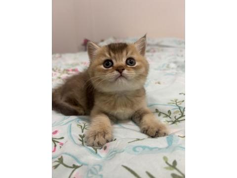 16 Şubat Doğumlu British Shorthair Bebeğimiz