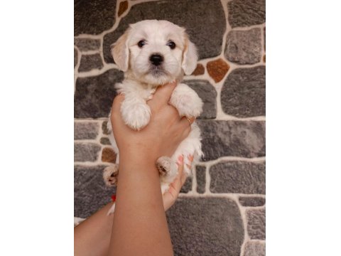 Sevimli Terrier Yavruları Yuvalarını Arıyor