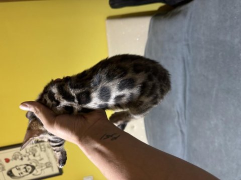 Full Şecereli Bengal Kedisi Yavrusu