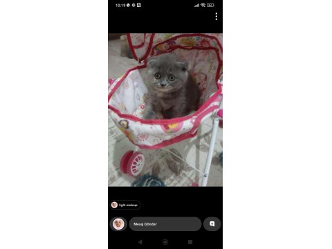 Dünya Tatlısı Minnoş Kedimiz Evinizin Neşesi Olacak