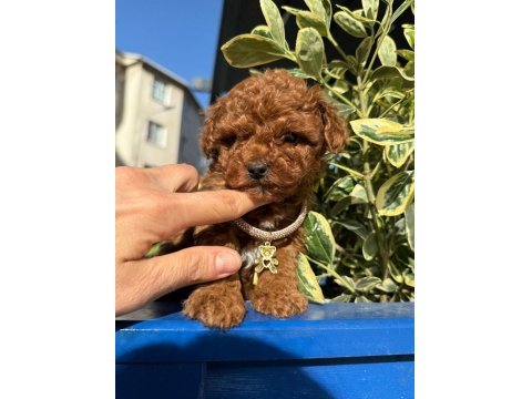 Sevimli Poodle Yavrular