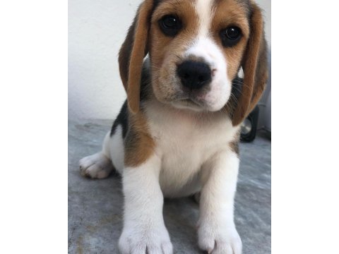 Elizabeth Beagle Yavrularımız