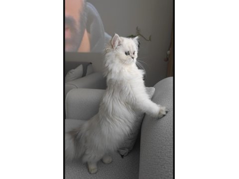 6 Aylık British Longhair Yavrumuz Sahiplendirilecektir