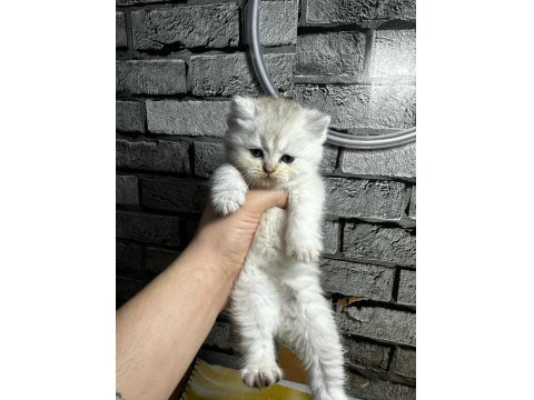 British Longhair Golden Point Dişi