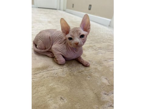 Yavru Sfenks 2 Aylık