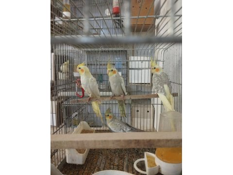 45 Günlük Yavru Sultan Papağanı