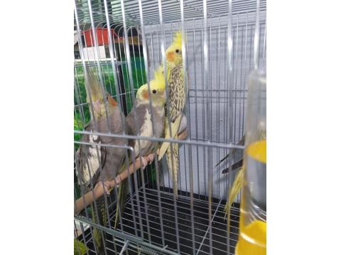 Yavru Sultan Papağanımız