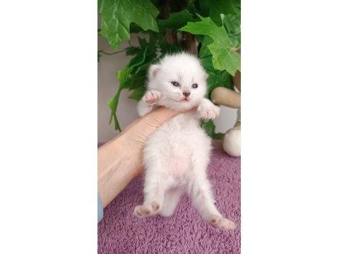 British Shorthair Yavrular