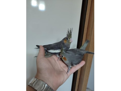 30 Günlük Sultan Papağanı