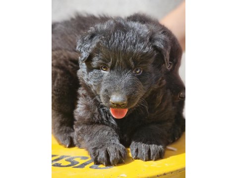 Safkan Working Solid Black Alman Kurdu