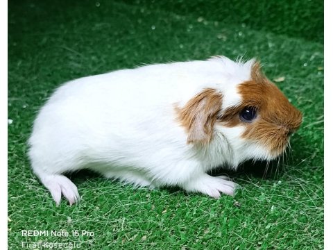 Safkan Üst Kalite Ginepig Yavru