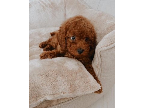 Irk Garantili Toy Poodle Yavruları