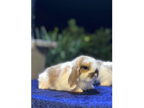 Safkan Evcil Yavru Tavşanlar Her İle Gönderim Var