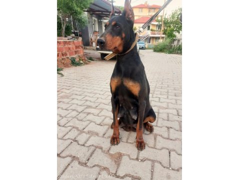 A Kalite Doberman Yavrular