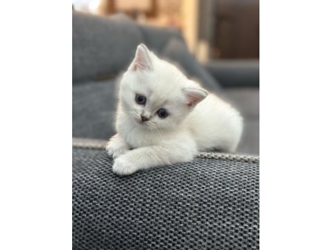 1,5 Aylık Dişi British Shorthair