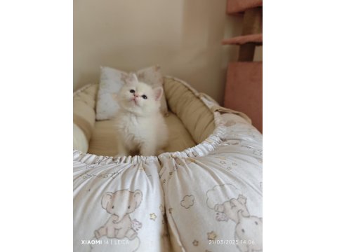 Anne Baba Full Şecereli Show Kedisi British Shorthair