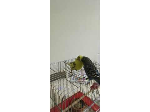 Sağlıklı Çift Muhabbet Kuşu