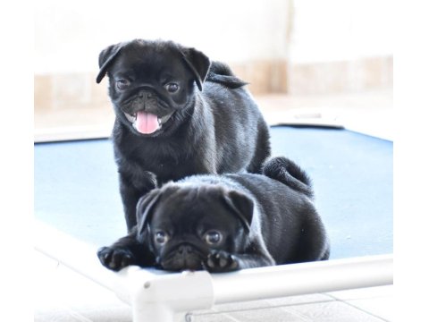 Pug Cinsi Yavrularımız