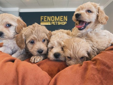 En Güzel Maltipoo Yavruları Ankara Mağazamızda Canlı Görün