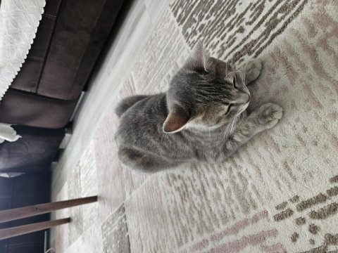 Bu British Shorthair Melezi Olan Güzelliği Kim Sahiplenmek İster?