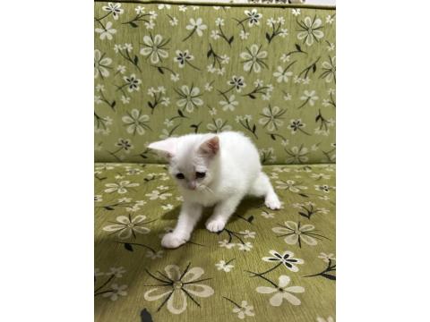 2 Aylık Erkek Beyaz British Shorthair