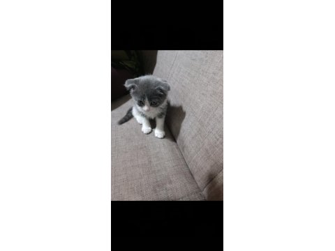 2 Aylık Scottish Fold Dişi Acil
