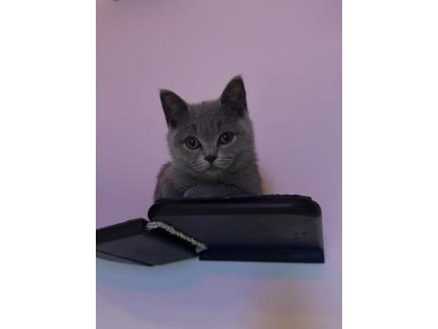 Turşu Kız British Shorthair 7 Aylık Her Şeyi Tam