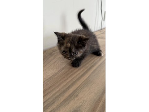 2 Aylik İran Kedisi