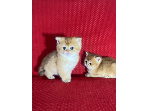 Golden British Shorthair Dişi Yavrular