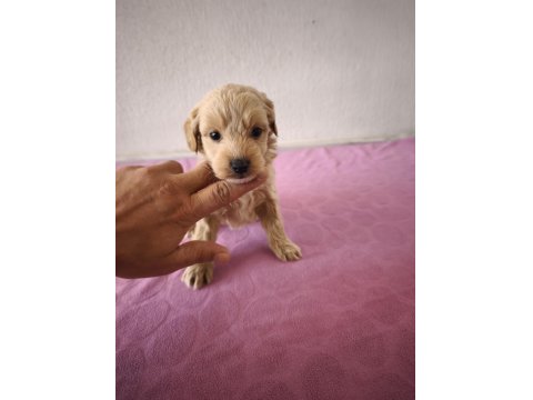 Maltipoo Bebek Köpekler
