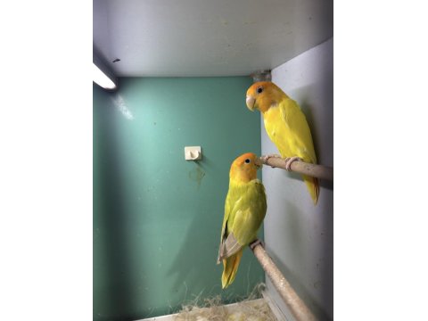 2 Takım Garantili Damızlık Sevda Papağanı