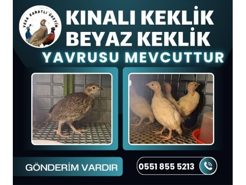 Kınalı Ve Beyaz Keklikler