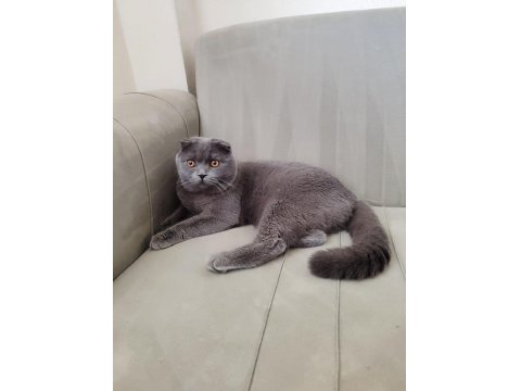 Ücretsiz Sahiplendirilecek Scottish Fold